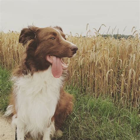 30 Adorable Animals With Their Tongues Sticking Out