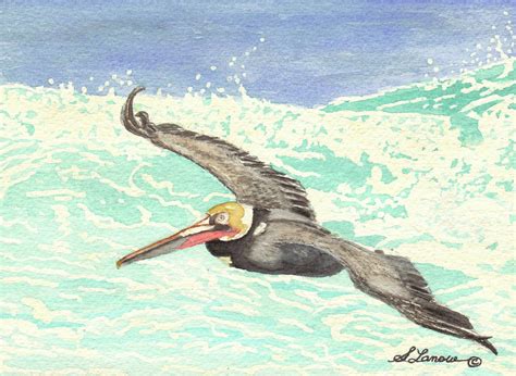 Soaring Brown Pelican Painting By Stephanie Lanoue Fine Art America