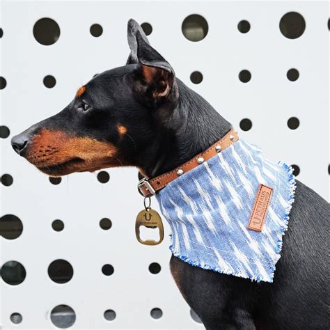 Modern pet products for dogs and cats – Artofit