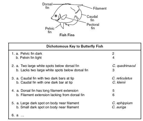 18 Shark Dichotomous Key Worksheet Free PDF At Worksheeto