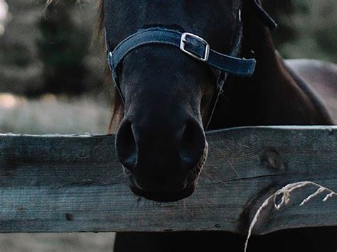 Lecco Cavallo In Fuga A Germanedo Recuperato Dai Vigili Del Fuoco