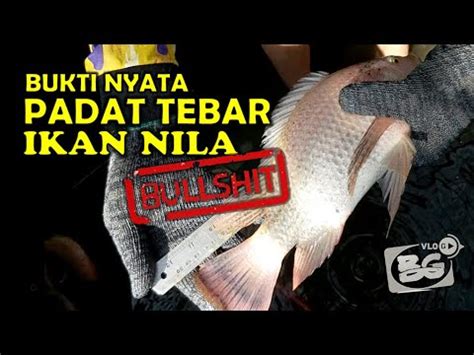 Bukti Padat Tebar Yang Ideal Pada Budidaya Atau Ternak Ikan Nila Youtube