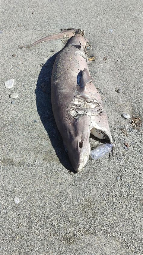 Squalo Morto In Spiaggia A Reggio Calabria Dopo Il Maltempo