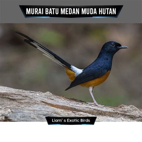 Jual Burung Murai Batu Medan Muda Hutan Jantan Prospek Rajin Bunyi