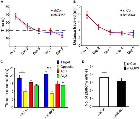 Frontiers Lentiviral Silencing Of Gsk 3β In Adult Dentate Gyrus