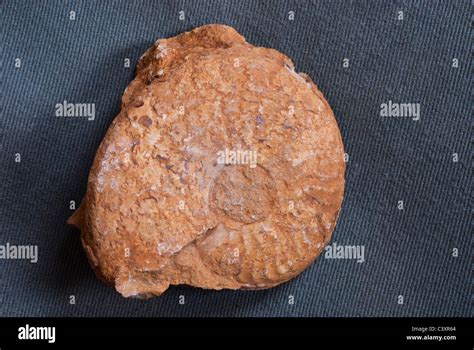 Ammonite shell hi-res stock photography and images - Alamy