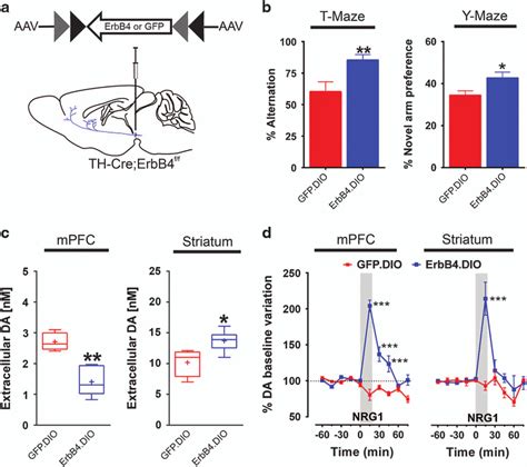 Rescuing Erbb4 Expression In Midbrain Daergic Neurons Of Th Cre Erbb4