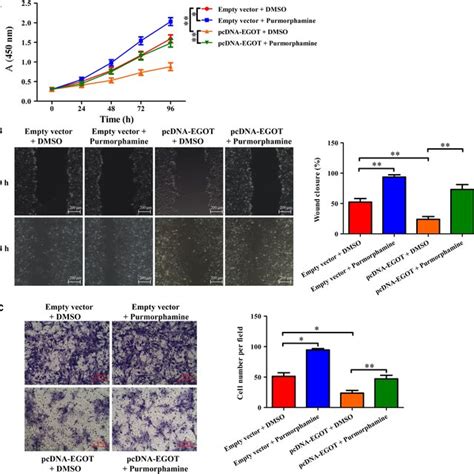 Effect Of Hh Signaling Pathway On Cell Viability And Migration In