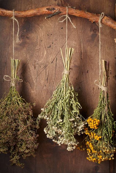 Secado De Hierbas Medicinales Para Uso En Medicina Alternativa Imagen De Archivo Imagen De