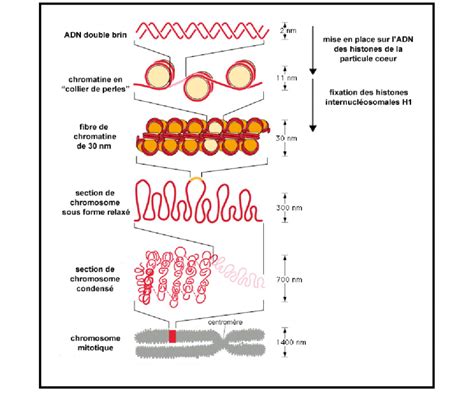 Les différents degrés d organisation de la chromatine Download