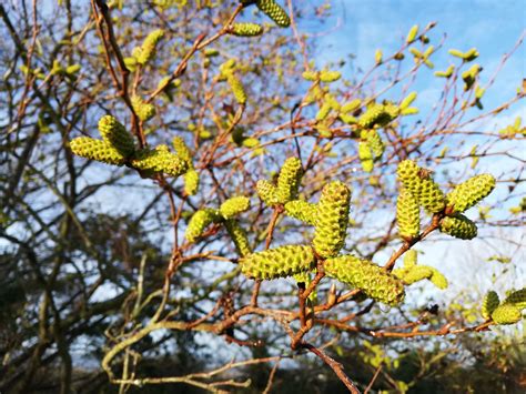 Alnus - Trees and Shrubs Online