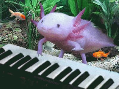 Axolotl GIF - Axolotl GIFs | Say more with Tenor