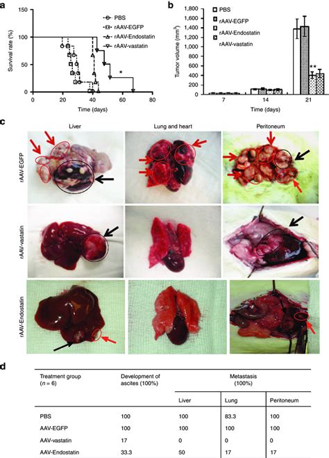 Administration Of Raav Vastatin Significantly Prolonged Survival