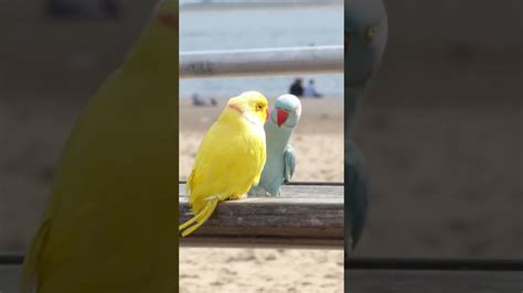 The Male Parrot 🐦 Is Trying To Calm Down It S Girlfriend 😂 Funny Bird Video 🐦love Tips And