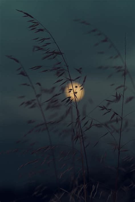 Silhouette of Grass against Moonlit Sky · Free Stock Photo