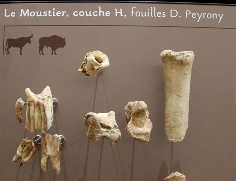 Musée National de la Préhistoire aux Eyzies de Tayac II Hominides