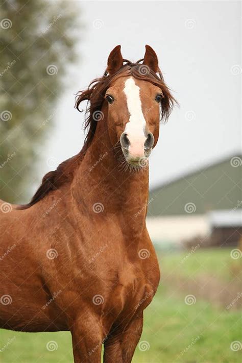 Portrait Of Chestnut Welsh Pony Stock Image Image Of Standing Young