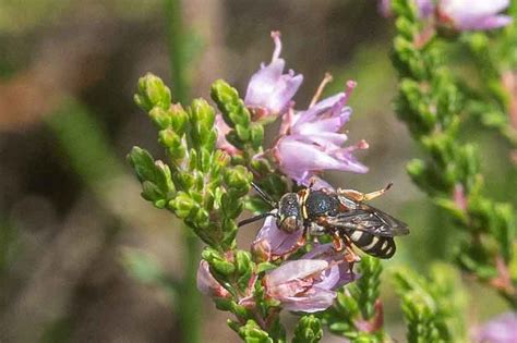 Epeolus Cruciger Sand Filzbiene Epeolus Cruciger C Urs Flickr