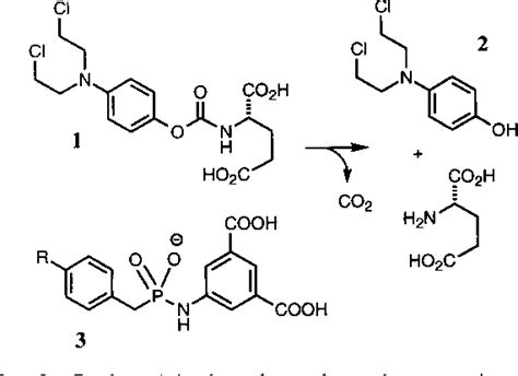 Figure 1 From Toward Antibody Directed Abzyme Prodrug Therapy Adapt