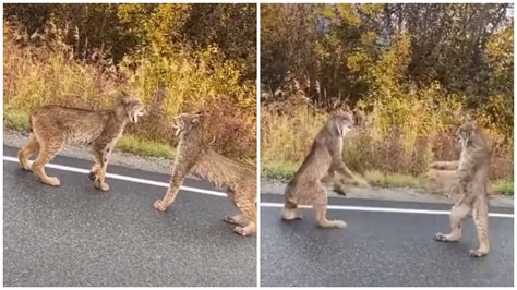 Two Lynx Angrily Face Off in the Middle of the Road