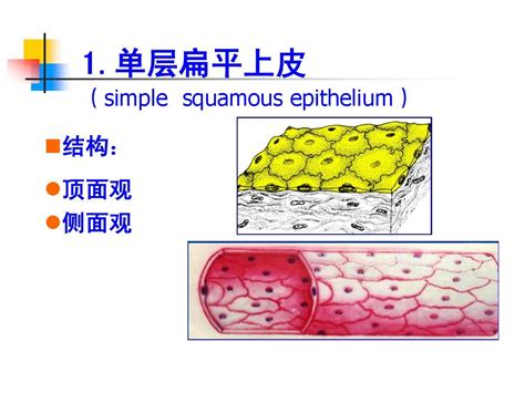 组织学与胚胎学上皮组织word文档在线阅读与下载无忧文档