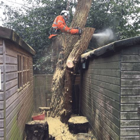 Tree Surgery Test Valley Garden Machinery