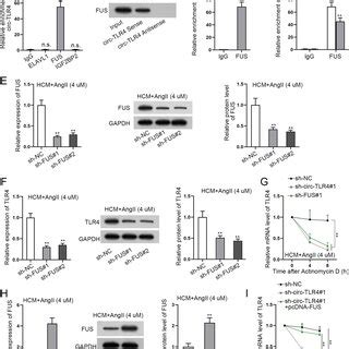 Characterization Of Circ TLR4 A Gel Electrophoresis Was Adopted To