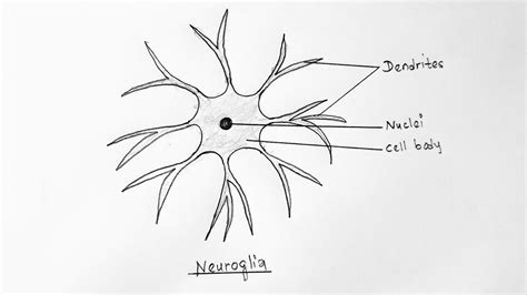 How To Draw Neuroglia Astrocytes Glial Cell Easy Way Youtube