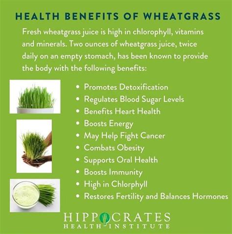 Health Benefits Of Wheatgrass Fresh Wheatgrass Available All Year