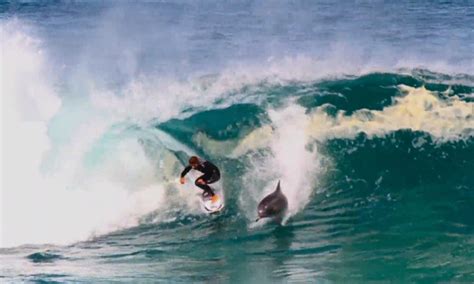 Moment When Dolphins And Australian Surfers Catch A Wave Together