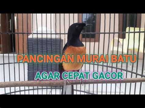 SUARA PANCINGAN MURAI BATU GACOR 98 9 AMPUH BIKIN GACOR FIGHTER MURAI