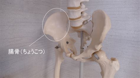 腸骨ってどこ？触診や施術の際の目安となる部位もある骨