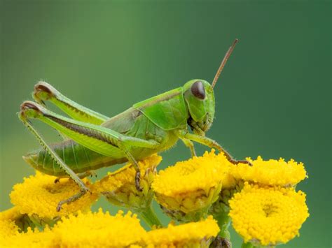 Grasshopper Meaning & Symbolism & Grasshopper Spirit Animal