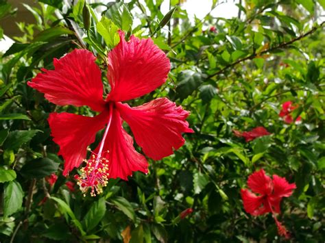 Hibiskus Rosa Sinensis Kwiat Darmowe Zdj Cie Na Pixabay Pixabay