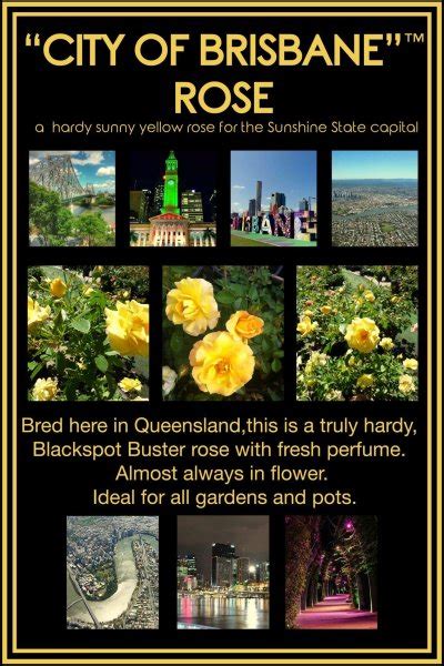 City Of Brisbane Rose