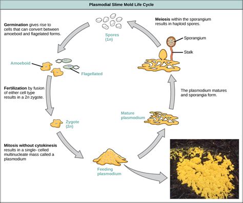 Classification of Protists | Biology II | Protists, Life cycles, Biology