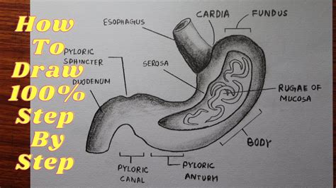 How To Draw The Stomach