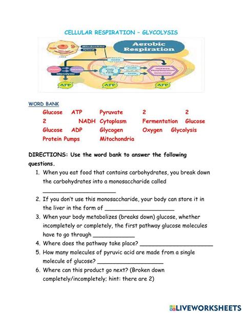 Glycolysis Review Worksheet Live Worksheets Worksheets Library