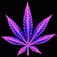 Weed Marijuana GIF - Weed Marijuana Smoking - Discover & Share GIFs