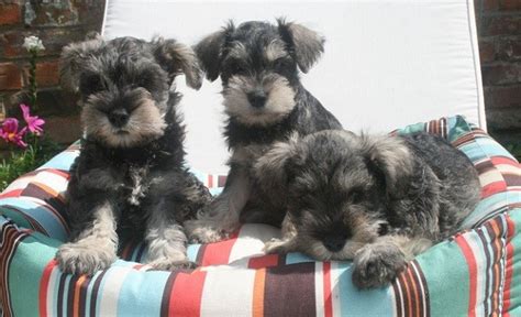 12 Signs Youre A Crazy Schnauzer Person And Damn Proud To Be