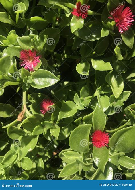 Small Red Flowers of the Plant Aptenia Cordifolia Schwantes Stock Photo