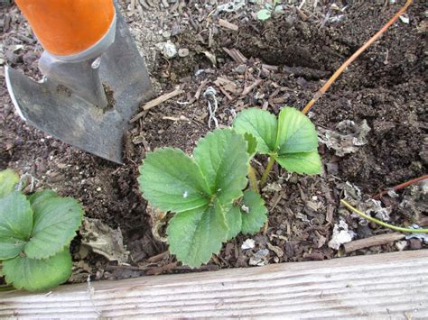 Andie's Way: Transplanting Strawberries