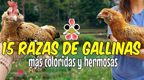 15 Razas De Gallinas Mas Coloridas Y Hermosas 🐔 Youtube