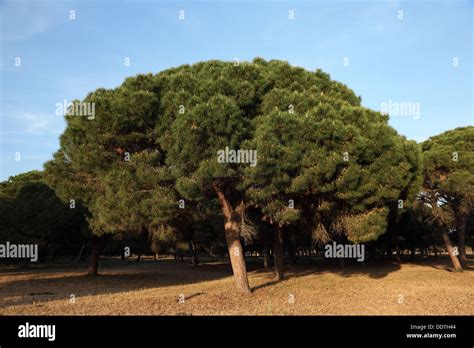 Pine Trees In Andalusia Spain Stock Photo Alamy