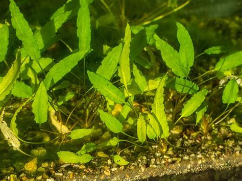 Care Guide for Cryptocoryne Plants – Glass Grown Aquatics