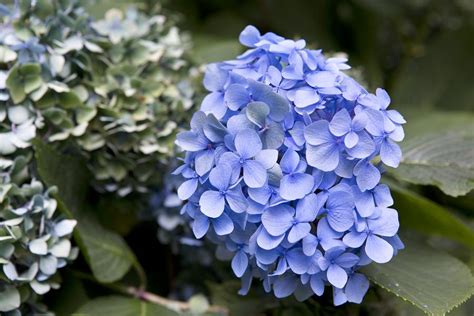 Hortensia Snoeien Wanneer En Hoe Pak Je Dat Aan Gardeners World