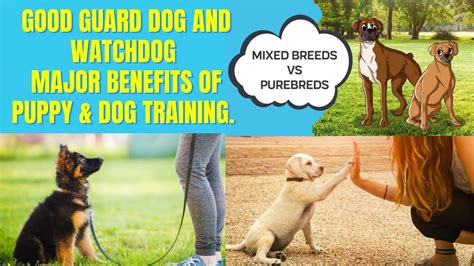 Mixed Or Purebred Good Guard Dog Watchdog Major Benefits Of Puppy