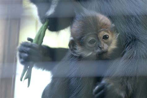 動物zoo感ごっこ 霊長目＊オナガザル科