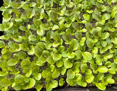 Lettuce Transplant Happy Hollow Farm