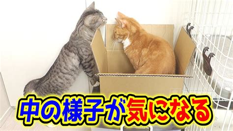 箱に隠れた姉猫の様子が気になって仕方ない猫が可愛い。 Youtube